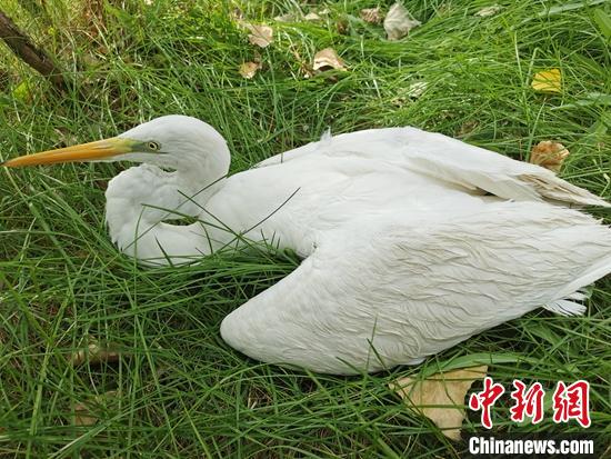 受傷虛弱的黃嘴白鷺?！⊥蹰_鵬 攝