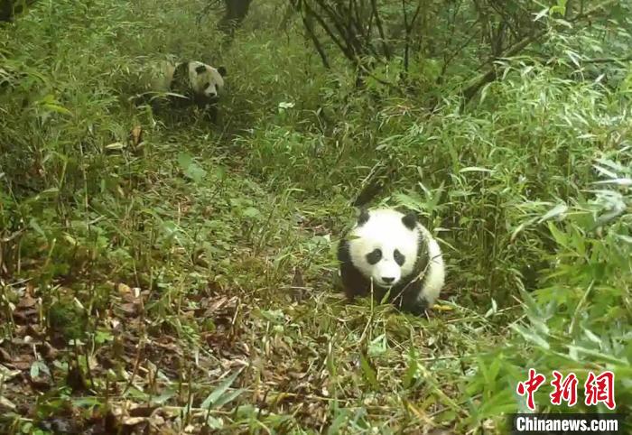 野生大熊貓母子。寶興融媒 供圖