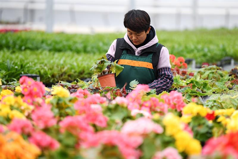 12月8日，工人在蘭州新區(qū)現(xiàn)代農(nóng)業(yè)示范園內(nèi)查看花卉生長情況。 新華社記者 陳斌 攝