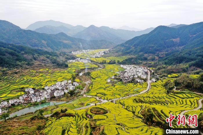 在被譽(yù)為“中國(guó)四大花海之一”的江西婺源縣江嶺景區(qū)，萬畝油菜花在漫山遍野的梯田間肆意綻放，金燦燦的油菜花與粉墻黛瓦的徽派民居相映成趣。(資料圖) 劉占昆 攝