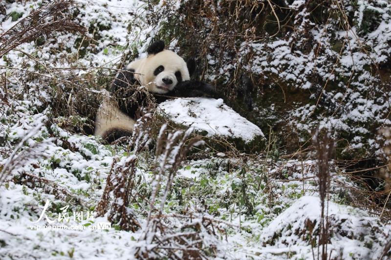 12月29日，一只大熊貓吃飽喝足，坐在雪地中休息。