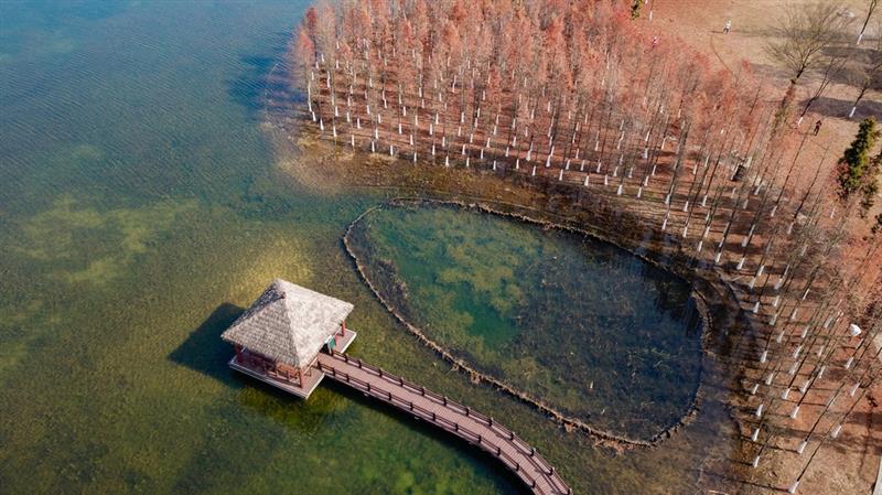 這是在湖南松雅湖國(guó)家濕地公園拍攝的水杉（12月30日無(wú)人機(jī)照片）。