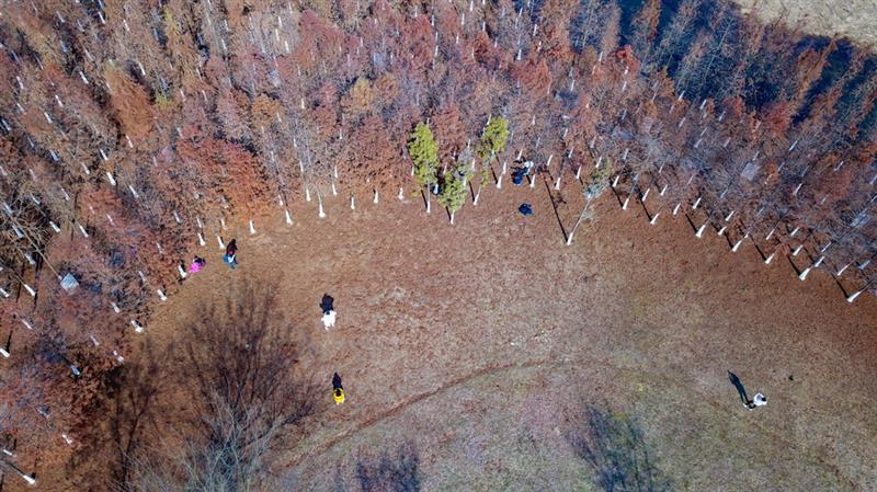 12月30日，市民在湖南松雅湖國(guó)家濕地公園觀賞水杉（無(wú)人機(jī)照片）。