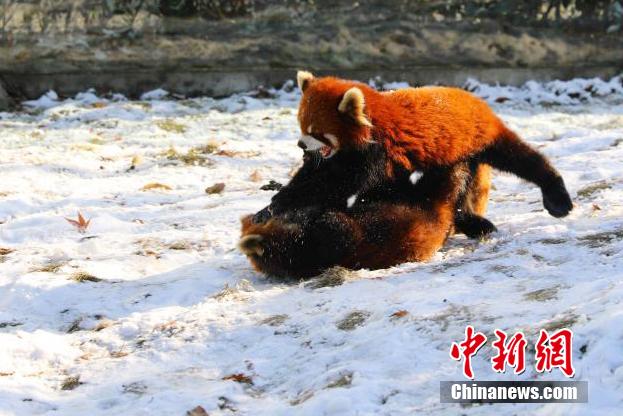 常州淹城野生動物世界小熊貓雪地“打架” 萌翻眾人