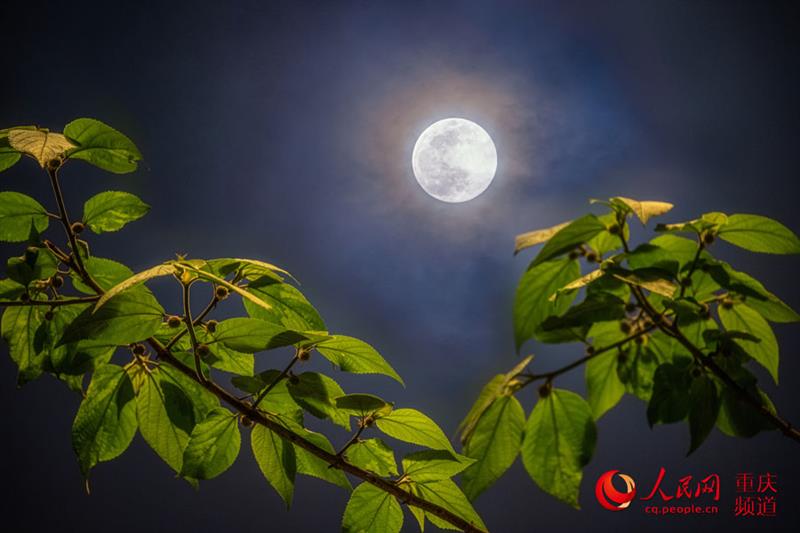 月是故鄉(xiāng)明，這一輪明月勾起了你的思念嗎？（攝于重慶渝中）。 戴建峰攝 