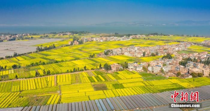 資料圖：陽春三月，油菜花灑滿了滇池南岸，醉了游人心。李雪艷 攝