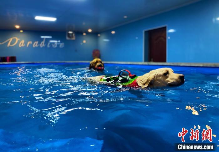 圖為寄養(yǎng)犬在寵物莊園的游泳池游泳。 張瑋 攝
