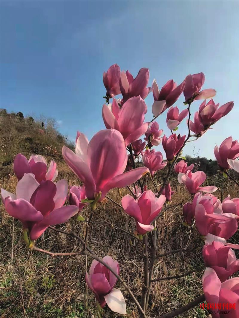 玉蘭花開 雷冰 攝影.jpg 玉蘭花開 雷冰 攝影.jpg