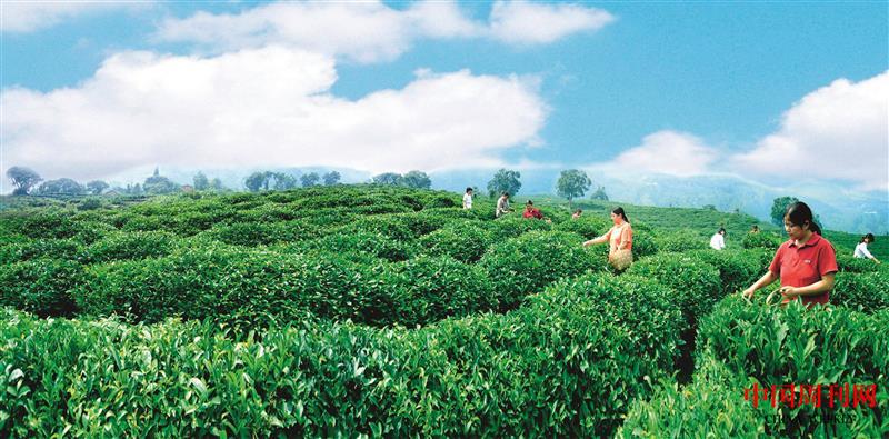 綠色茶園里.jpg