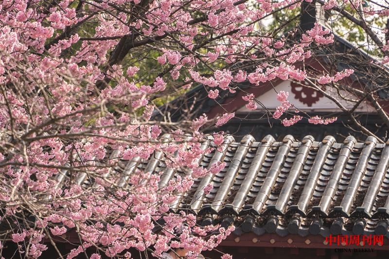 攝圖網(wǎng)_507699427_春天古建筑旁盛開的早櫻(企業(yè)商用).jpg 攝圖網(wǎng)_507699427_春天古建筑旁盛開的早櫻(企業(yè)商用).jpg