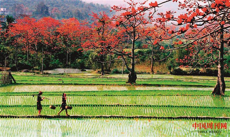 田園春色木棉花開(kāi).jpg