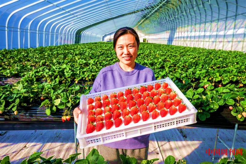 王穎展示基地生產(chǎn)的草莓.jpg 王穎展示基地生產(chǎn)的草莓.jpg